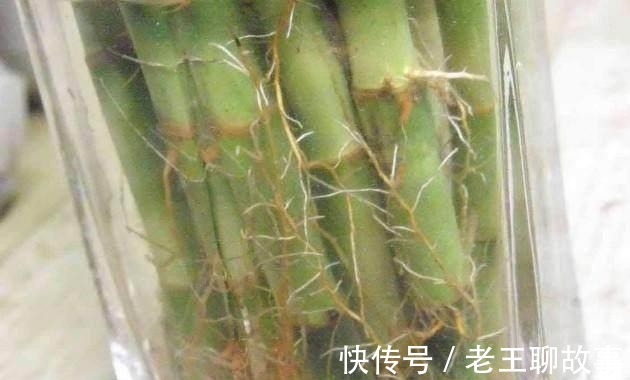 疯长|水里放“4样”东西,“富贵竹”根系疯长,枝叶“大爆发”