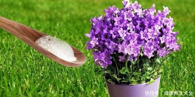 小苏打用来养花的众多用途,促进植物健康生长!