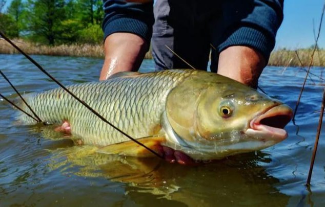 吸食|江河钓鱼别担心钓不到鱼,“面饵”的制作和用饵技巧全在这里了!