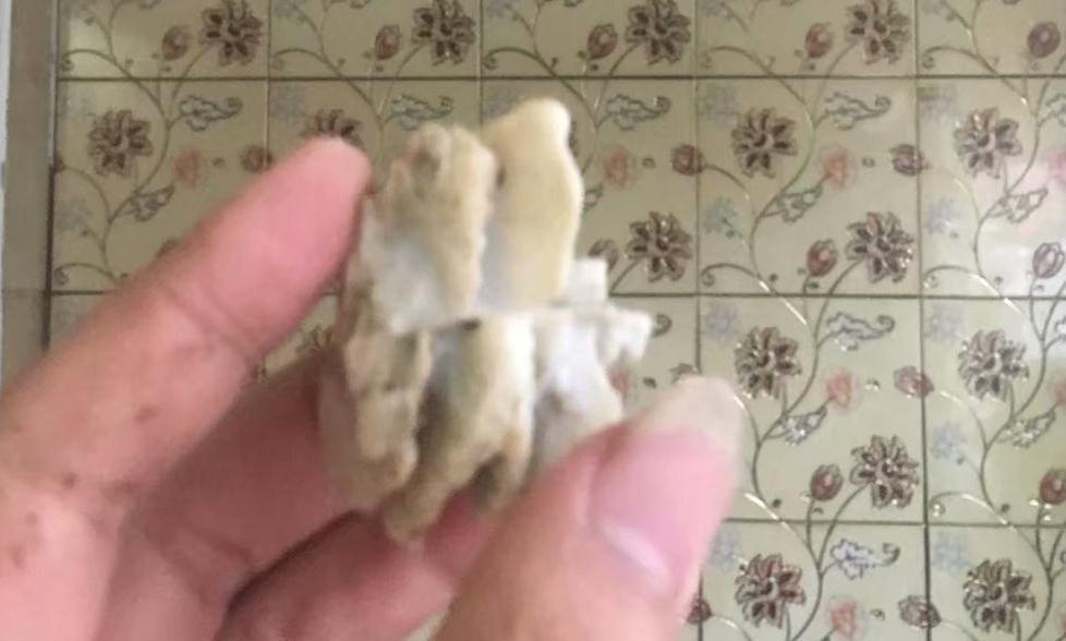 以六月雪为图例,简单为大家介绍附石小盆景的制作