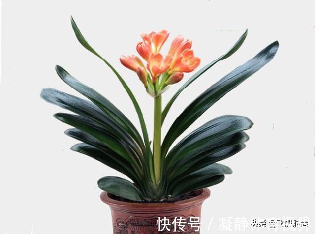 养殖|不管养兰花还是君子兰，只要弄明白这一点，咋养也长得好