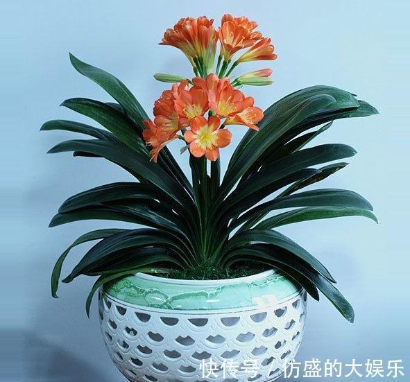 8种“吉利花”,要用“穷养法”,小盆养老桩,富贵又旺家