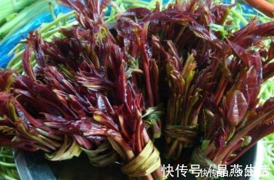 鸡枞菌鸡枞菌|乡下的几种野菜,作为农村人的我都没见过几种,你认识吗