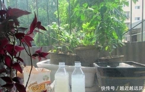 发酵|浇花还在用自来水?园艺师教你几个常用的小技巧,随便养都能爆盆