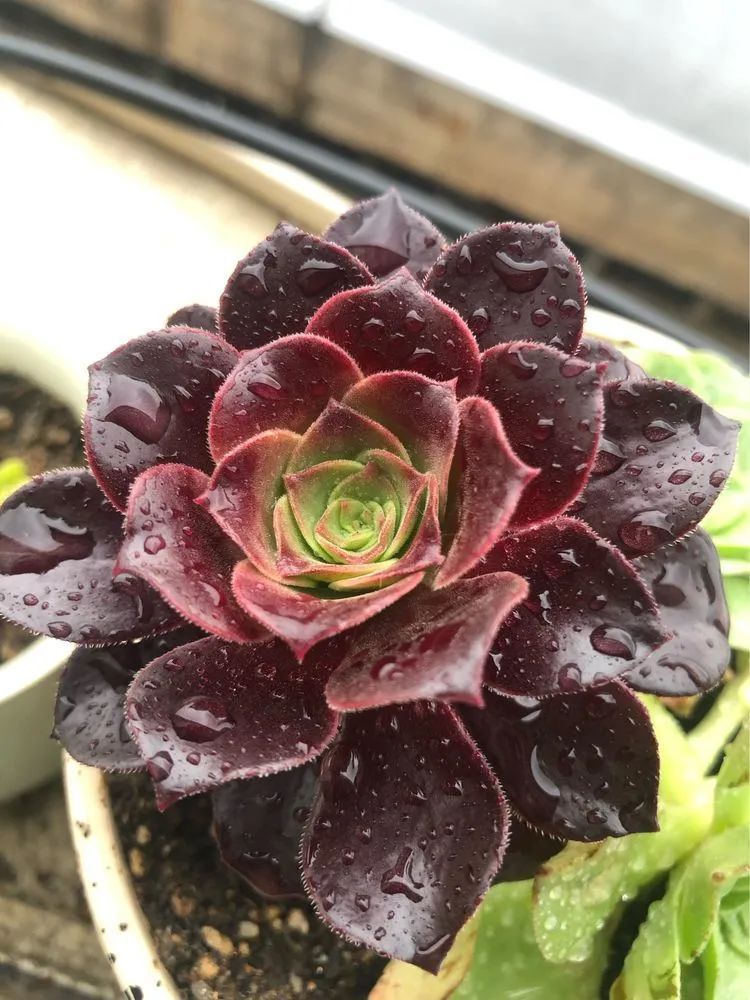 陪伴过我的都是心头肉！多肉陪我一路向前！