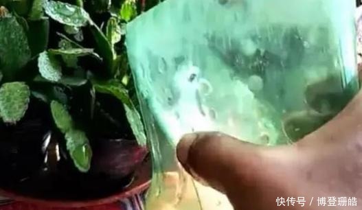 不烂|蟹爪兰喷点这个水,叶片杠杠厚,呼呼冒新芽,10年不烂根