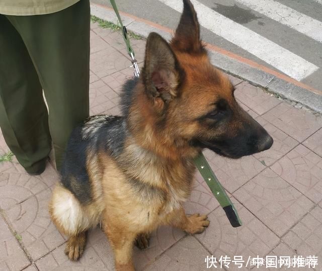 史宾格|中国刑警学院竞售54只淘汰犬，不到半天被火速抢光!最高价33万元