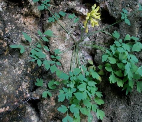 此种“野草”，长在“石缝里”，以往没留意，殊不知，1斤卖1百