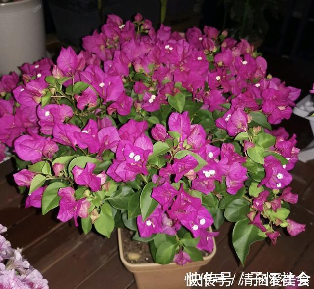 垃圾桶中容易“捡到”的3种花,1分钱不花,养出几十盆,花开爆盆