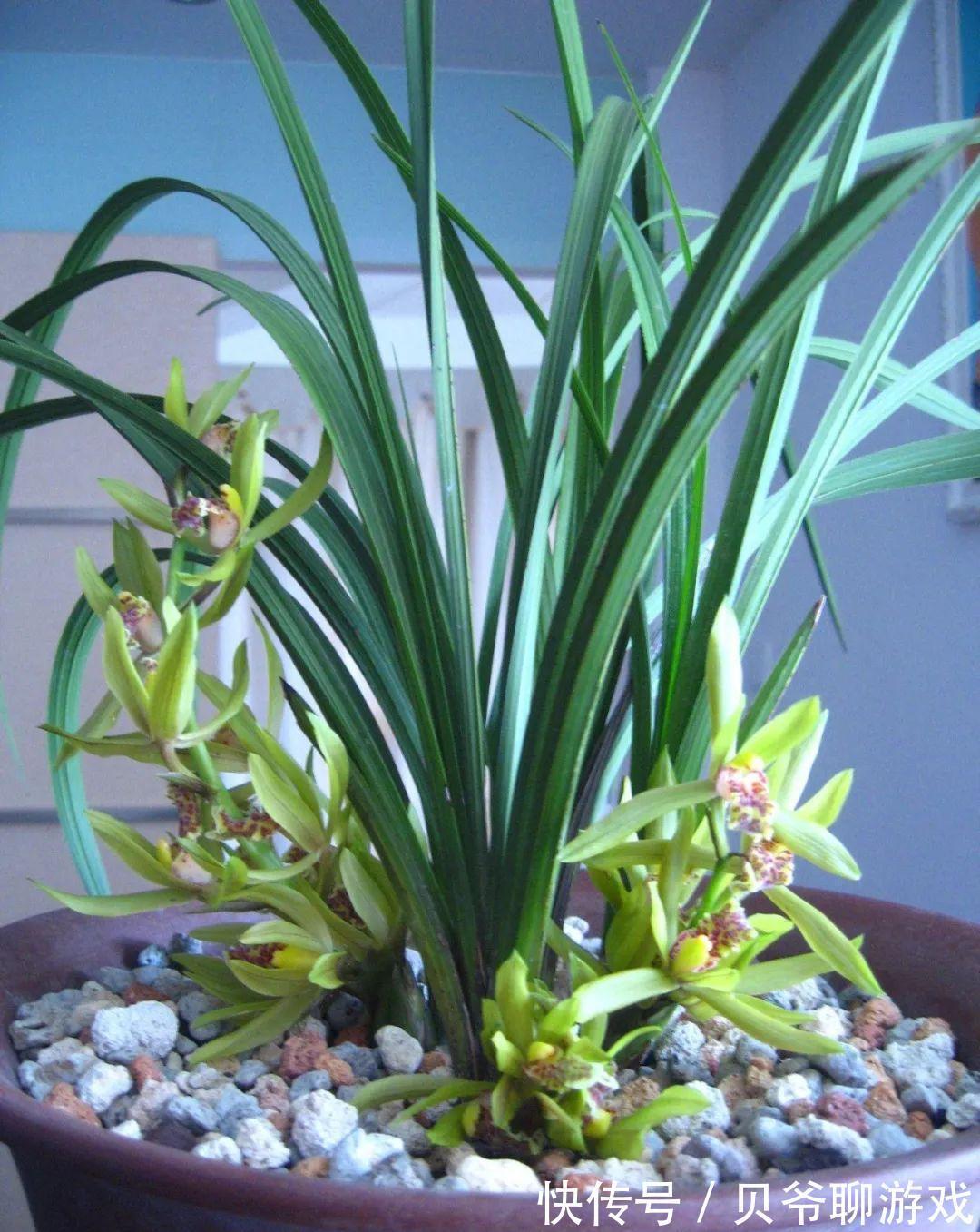 日照|全面分析阳台环境给兰花带来的不适,轻松攻克兰花的“阳台病”!