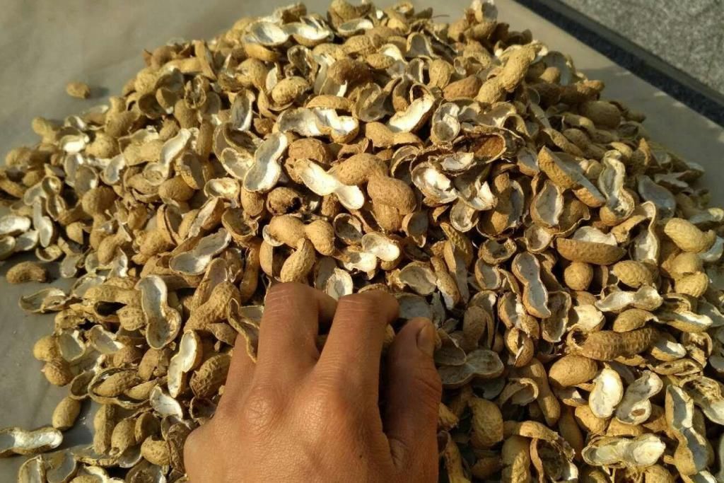 养花土里加点料，肥的流油，从来不板结，开花太猛了