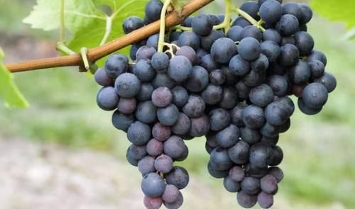 有益健康|会吃的人最健康,3种食物不可少,美容养生,有益健康