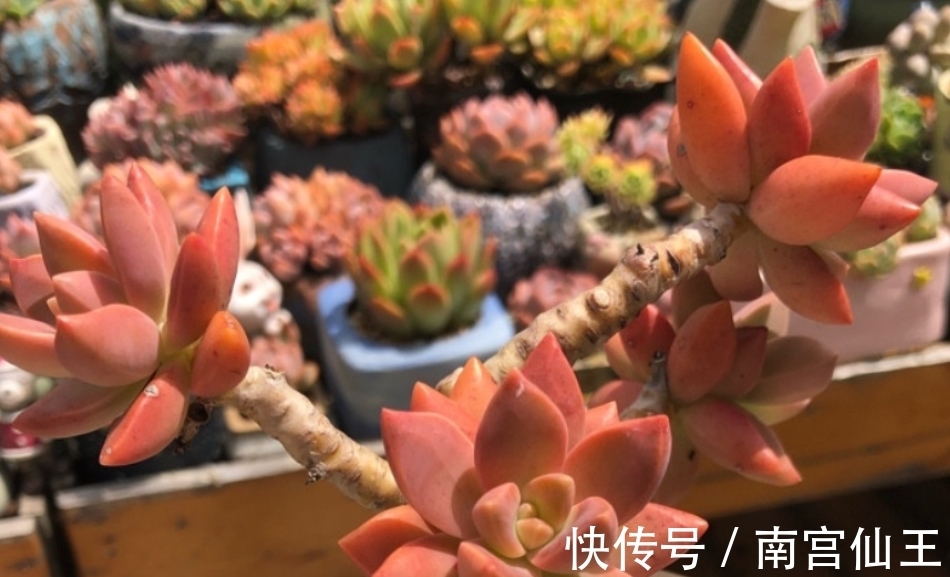 姬胧月|初冬养多肉,有这4款别急着往屋里搬,冻一冻,茎叶更肥美