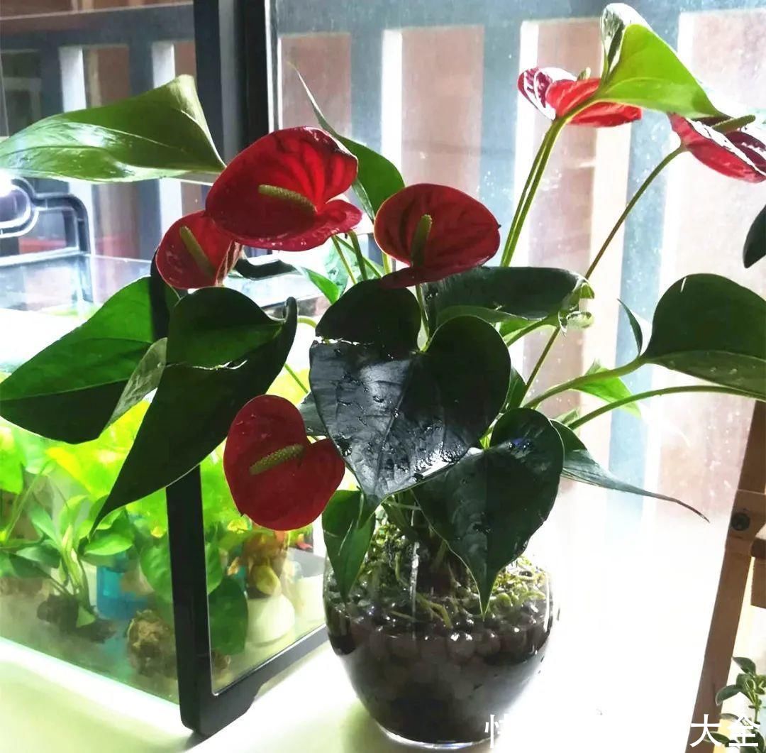 半死不活的花，扔水里，突然长疯了