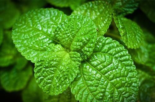 不想免疫力差，多吃幾種食物，養護肝臟，排毒瘦身，吃了氣色更好