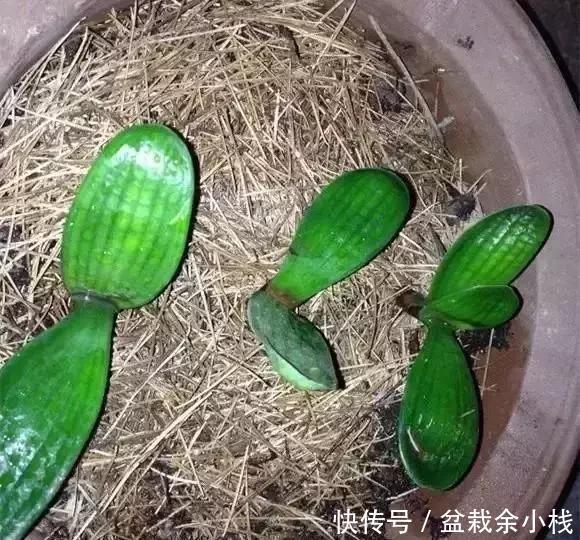 盆土|盆里灌点饮料,盆土疏松有营养,10年不用换土花也长得旺