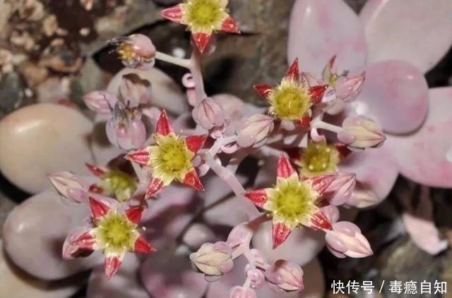 多肉|这5种多肉开花就像中奖一样,雅乐之舞最不常见,桃蛋开花最好看!