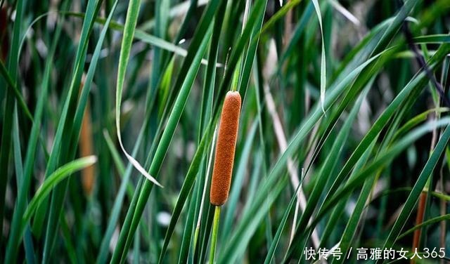 50种植物花语,不要再傻傻送错花了