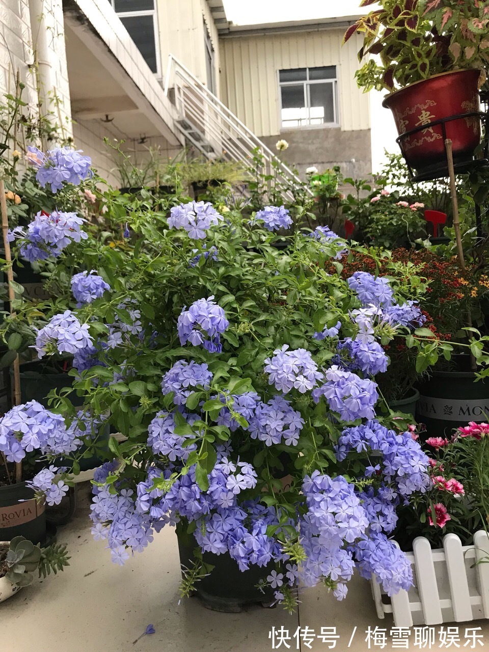 蓝雪花|九月中旬,1种花“长势猛”,剪一茬、开一茬,满枝都是花苞