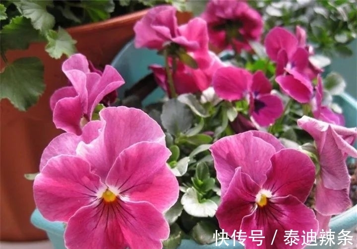 防盗窗养这5盆花,开花多、花期长,邻居看了都眼红