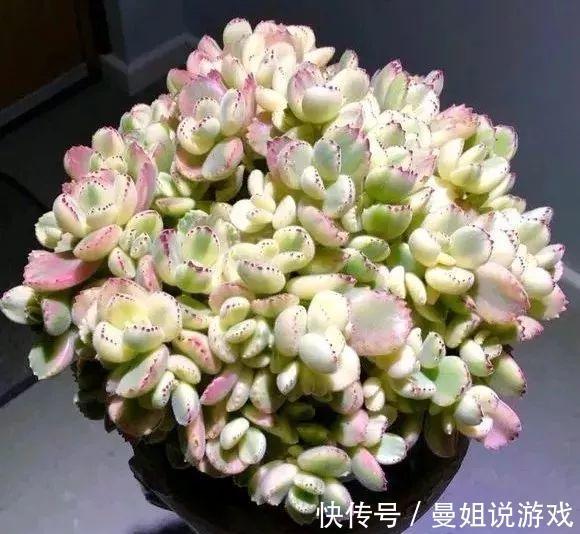 多肉总烂根化水,试试三个小技巧,一个秋天就能爆出一大盆