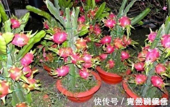 无花果|“1根枝条”插盆里,10天生根,当年开花“结果”一家人吃不完