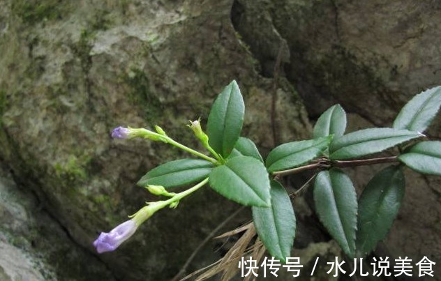 野草|乡下常见的一种植物,花朵紫白相间似喇叭状,是一味很好的中药