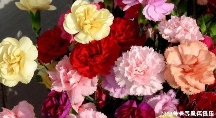 香雪球|4种“女神花”，名字好听花更美，开花“红又旺”，好运来！