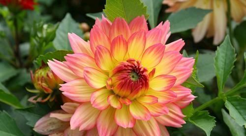 此花是世界名贵的花卉,有着大吉大利的寓意,不过也有黑暗的一面