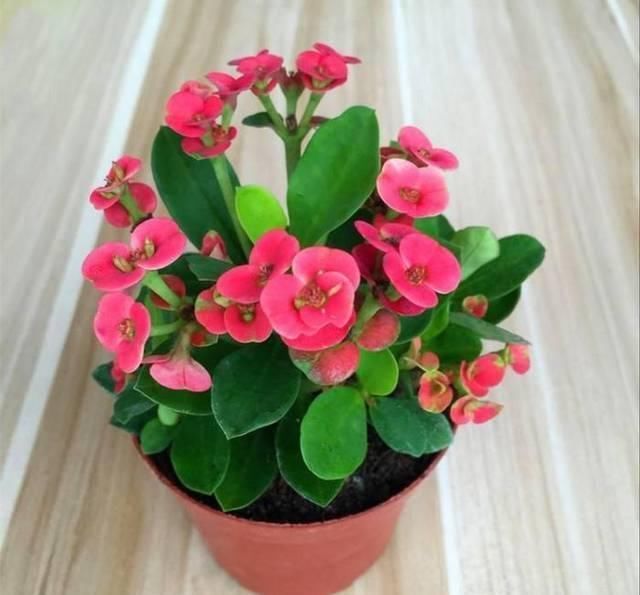 家里有小孩不要养这种花,全身都有毒,别怪我没提醒你