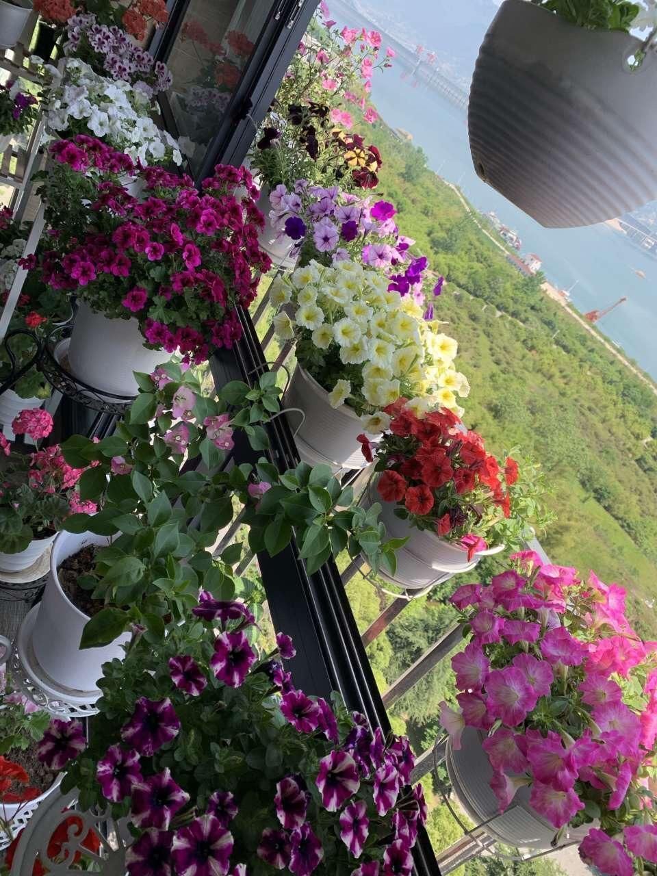 花盆里|花盆里长出“白碱”不是好事,对花草危害大,学会这5个处理方法