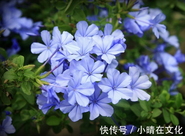 阳台种这些花朵,漂亮好养易爆盆,花开成瀑布,花朵稠密惹眼