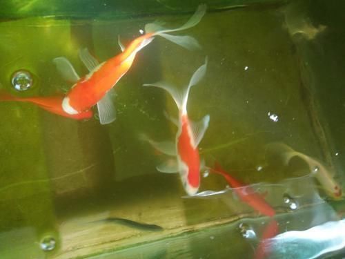 60鱼缸三条10厘米草金，一张滤棉养三年，这样的情况也很正常