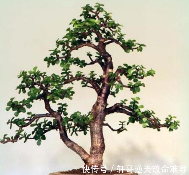 金枝玉叶养成盆景,掌握4个技巧,长得快、株形美!