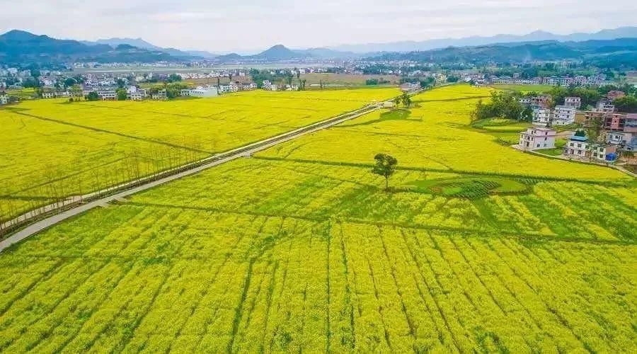 巴渠满目竞芬芳！达州发布带你去“寻春”