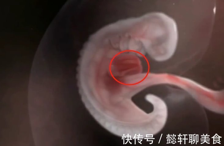 胚泡|组图了解胎儿在子宫中的生长过程,生命太奇妙了!准爸妈们看看