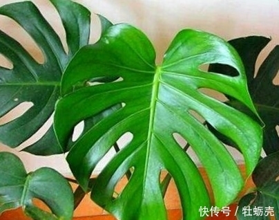 施肥|想要养好花，记住1句话，10种盆栽都能用，养1盆爆1盆！