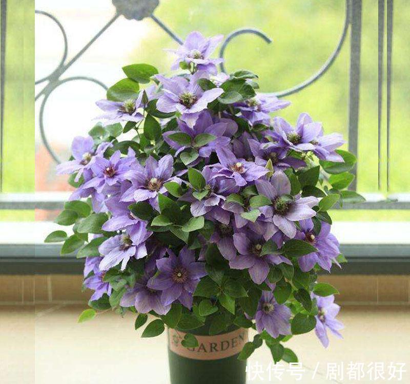 这5种植物开花美,不挑剔,堪称:家庭盆栽福利