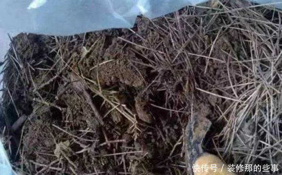 搜集的干松针，养花该怎么处理，如何用？