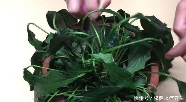 肥料|浇水时加点小东西，植物用了呼呼长，连肥料都省了！