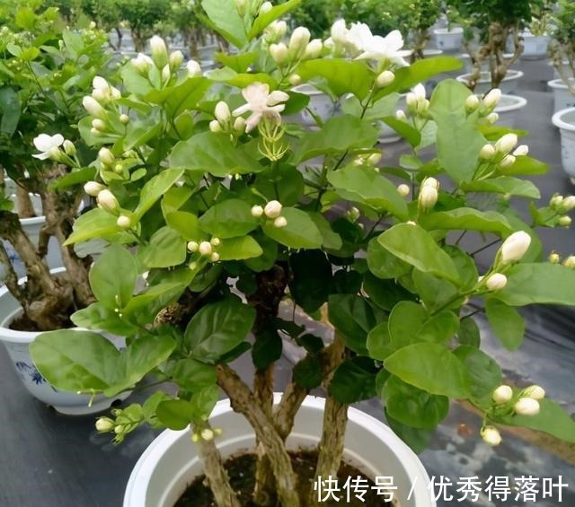 冬天养茉莉,正在“虚弱期”,避开5“惧怕”,开花更劲爆!