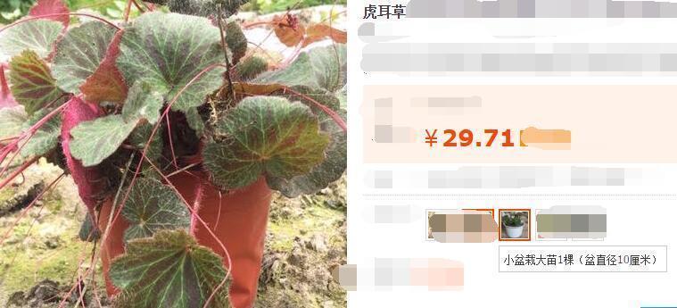 虎耳草|沟边长的野草，有人当盆栽却不知药用价值高，一颗卖到30元