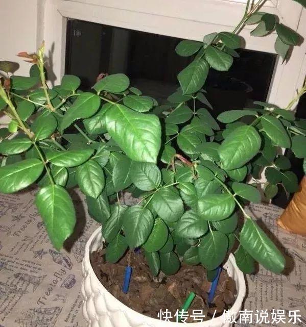 大疙瘩|盆土硬成大疙瘩,浇点松土剂,立马软得像发糕!