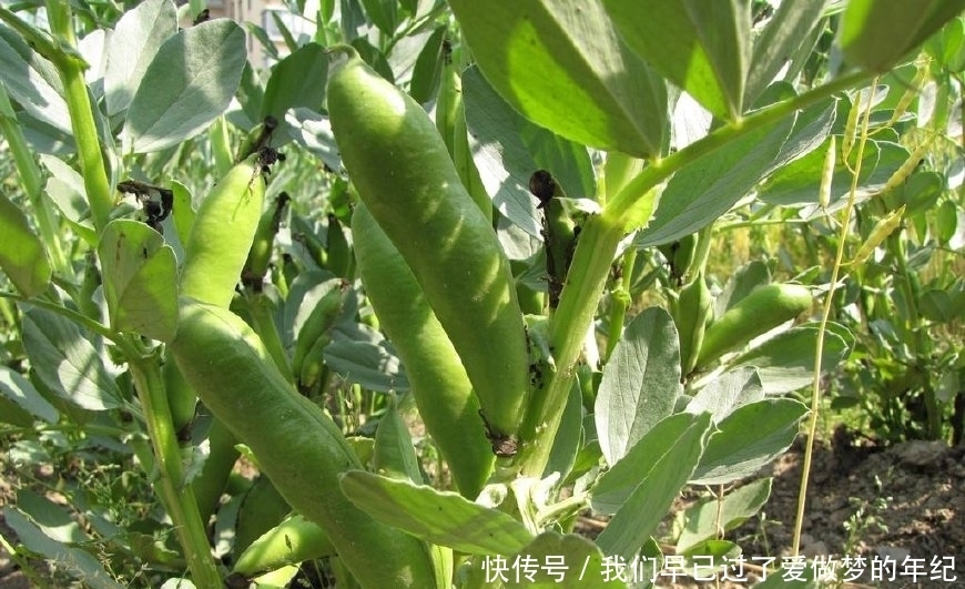 蛋白质含量与牛肉相当,吃2两能顶24个番茄