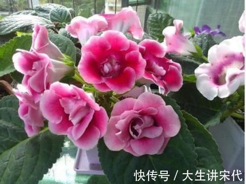 4种花是爆盆能手,懒人新手都能养好,满树都是花朵,漂亮极了