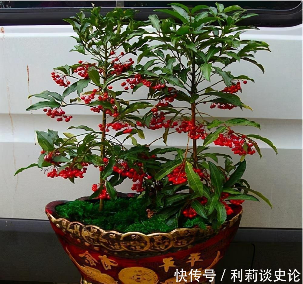红彤彤的年宵花,吉利的大盆栽,一招做不对,稀里哗啦黄叶子