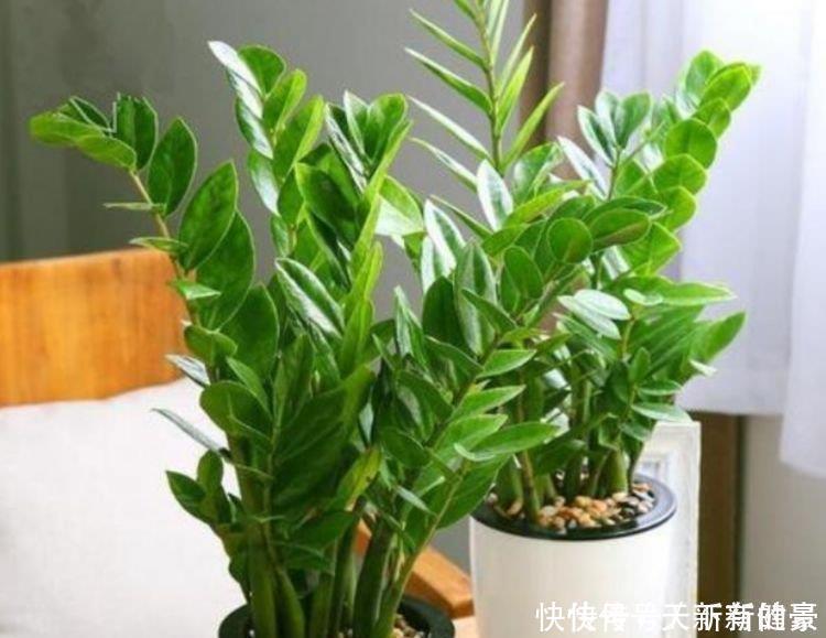 金钱树|3种“吉祥花”养家里，家庭越来越兴旺，旺夫旺子，幸福满满