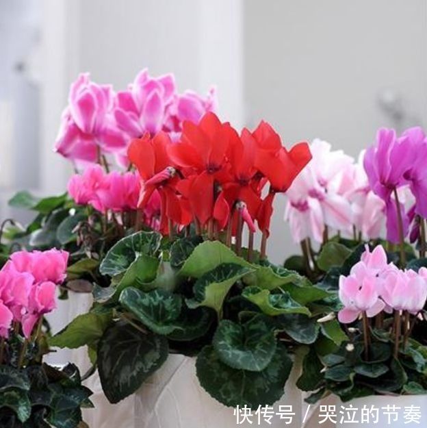 4种花比绿萝更好养,比玫瑰更漂亮,随便养都能活,家变花海