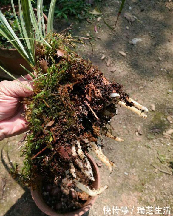 发黄|兰花释放三个求救信号,赶紧翻盆,动作慢“有隐患”容易收空盆