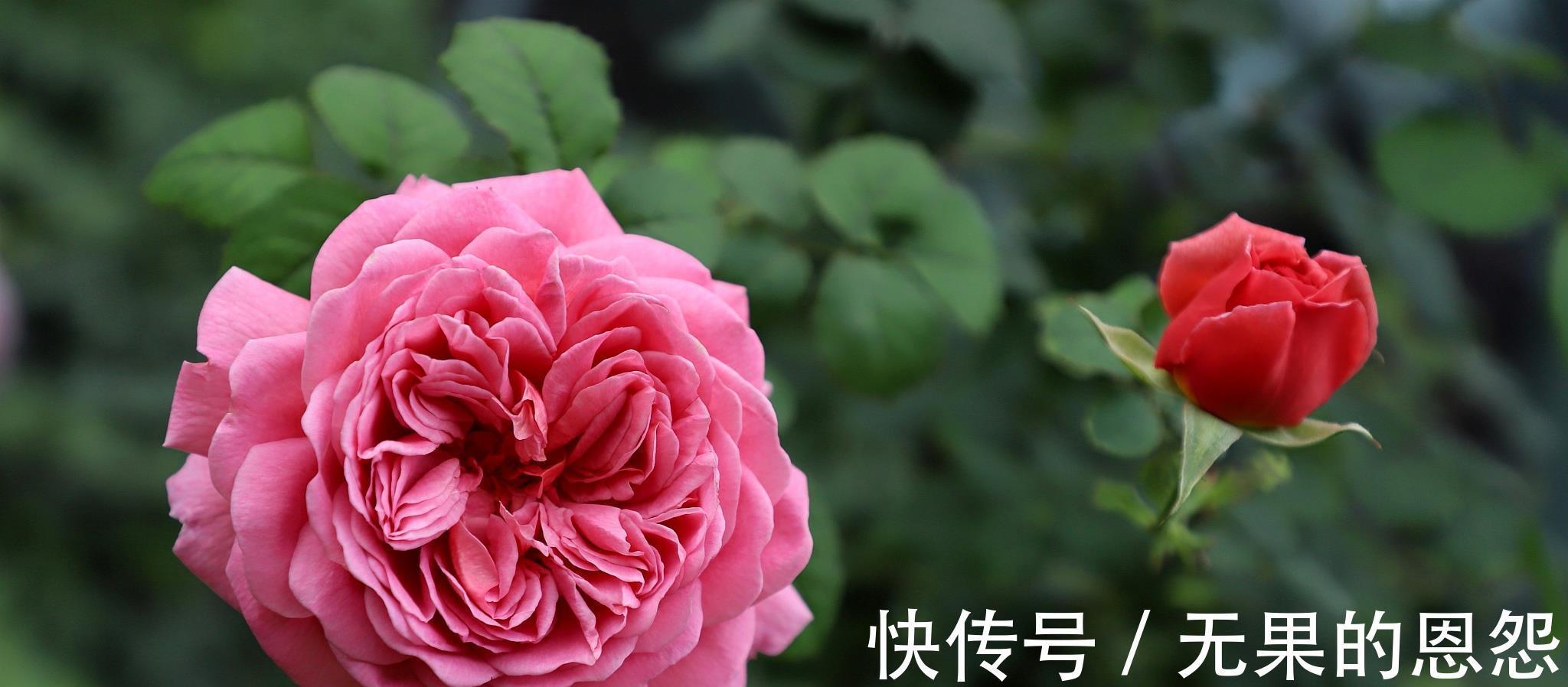 三角梅|进入秋天，10种花很喜欢磷酸二氢钾，早点喂饱，好处多多